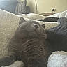 cat, gray_cat, sleeping, blanket, cozy, indoor, couch, pillow, relaxing, furniture, pet, fur, whiskers, nap, home, soft, comfort, resting, closeup, animal