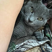 Lulu joined the competition — help win amazing prizes! cat, gray_cat, close_up, pet, fur, animal, whiskers, green_eyes, cozy, fabric, patterned_fabric, human_arm, indoor, resting, cute, curious, soft_texture, domestic_cat, portrait, snuggling