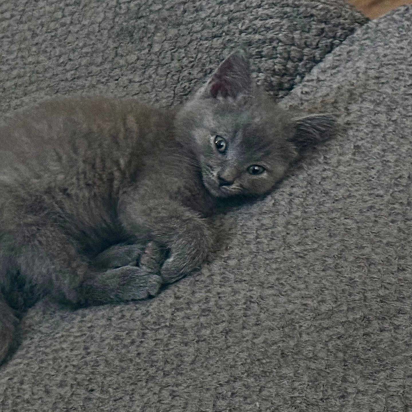 Lulu
