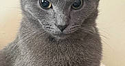 Lulu is registered to the contest to win money with this photo: cat, gray_cat, pet, feline, animal, fur, whiskers, ears, eyes, portrait, indoor, closeup, cute, mammal, domestic_animal, looking, face, soft, fluffy, serious