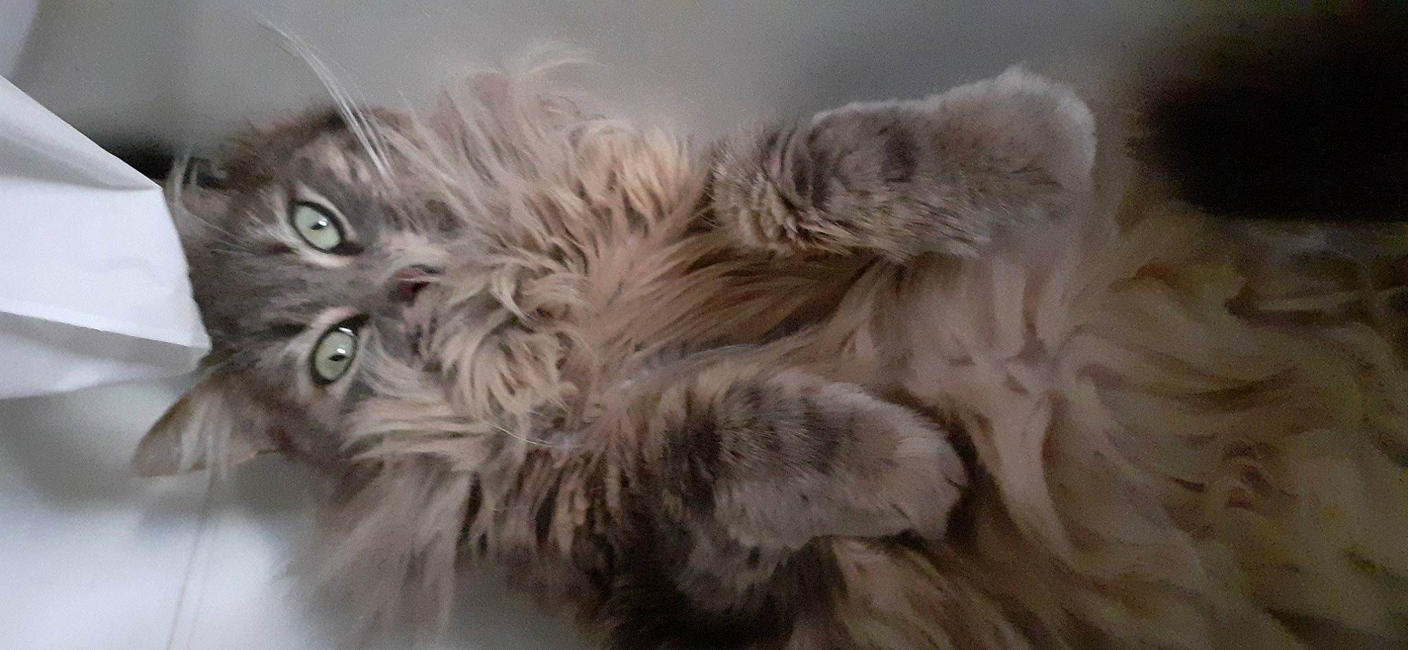 Princesse participe au concours pour gagner de l'argent avec cette photo : bird_of_prey, canidae, carnivore, cat, claw, companion_dog, dog_breed, felidae, fur, grey, paw, small_to_medium_sized_cats, snout, tail, terrestrial_animal, terrier, toy_dog, whiskers, wildlife