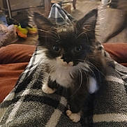 Socks joined the competition — help win amazing prizes! animal, black_and_white, blanket, carpet, cat, cozy, cute, eyes, fur, furry, indoor, kitten, living_room, pet, plaid, small, soft, table, whiskers, young