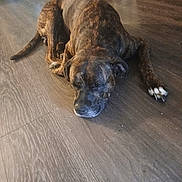 Trigger joined the competition — help win amazing prizes! animal, black, brindle, brown, calm, canine, dog, domestic_animal, floor, fur, house, indoor, laying_down, paw, pet, quiet, relaxed, resting, sleeping, wooden_floor