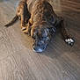animal, black, brindle, brown, calm, canine, dog, domestic_animal, floor, fur, house, indoor, laying_down, paw, pet, quiet, relaxed, resting, sleeping, wooden_floor