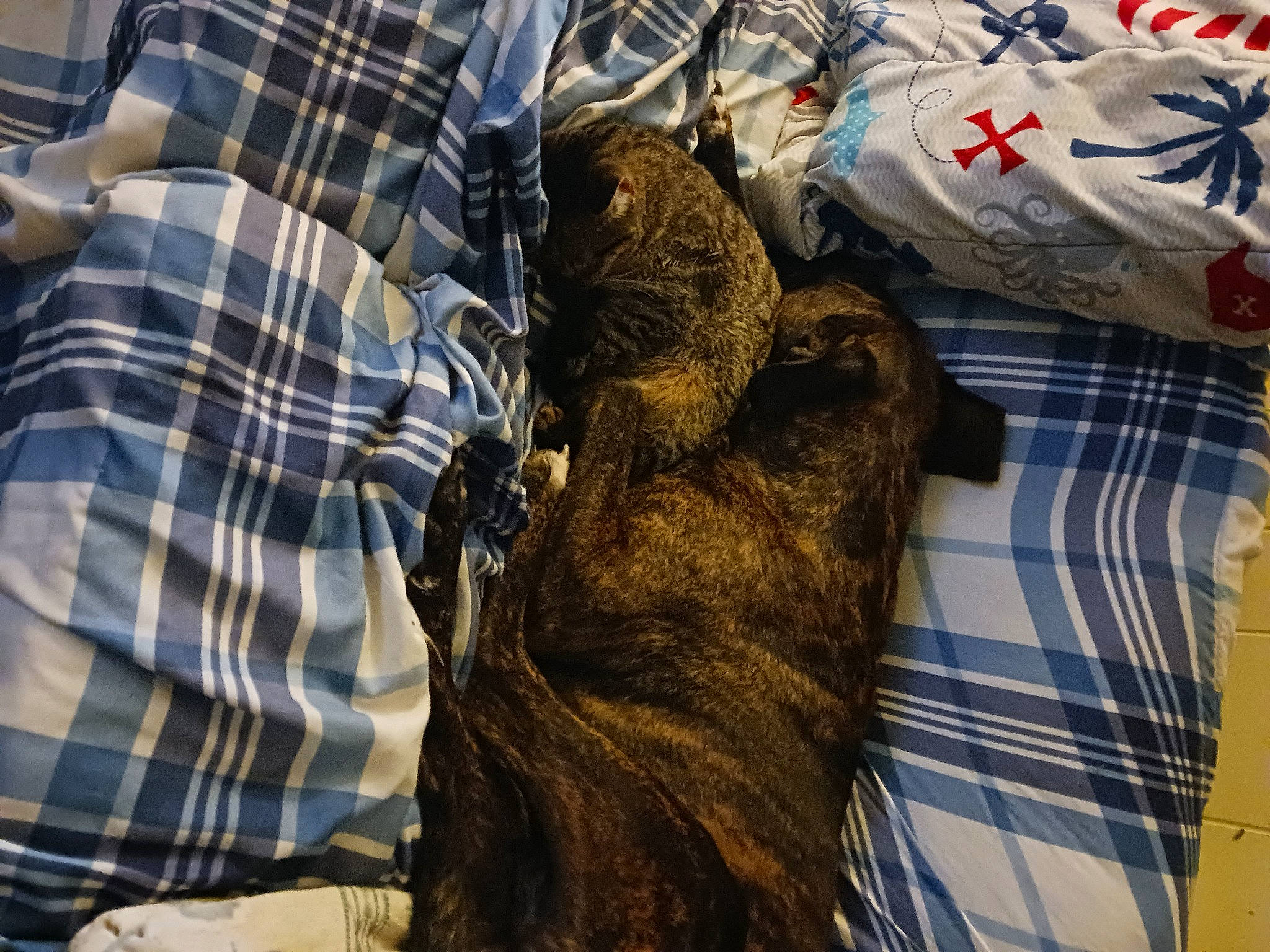 Lucy joined the competition — help win amazing prizes! canidae, carnivore, comfort, companion_dog, denim, dog, dog_breed, domestic_short_haired_cat, felidae, fur, gesture, pattern, plaid, sleeve, small_to_medium_sized_cats, snout, sporting_group, tartan, textile, whiskers