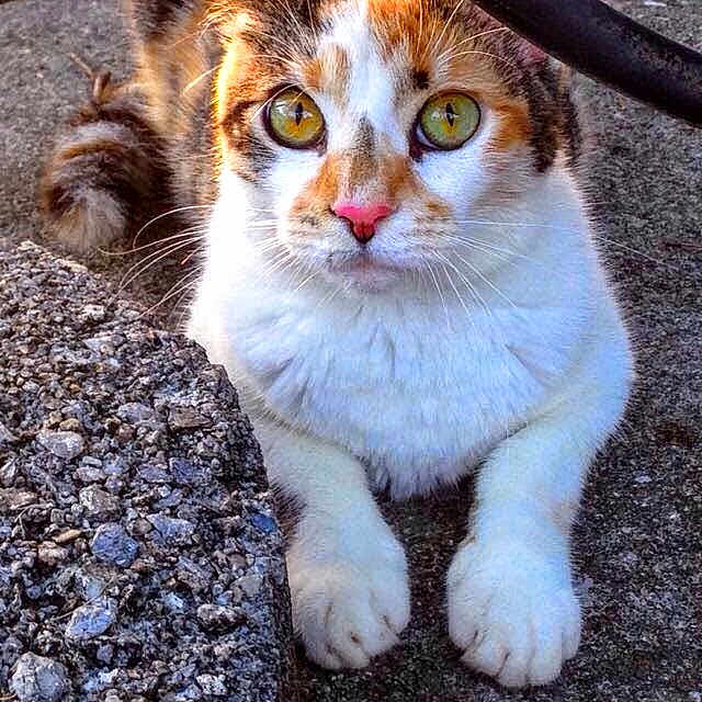 Sassy is registered to the contest to win money with this photo: aegean_cat, cat, cat_like_mammal, domestic_short_haired_cat, european_shorthair, fauna, fur, kitten, small_to_medium_sized_cats, snout, tabby_cat, whiskers