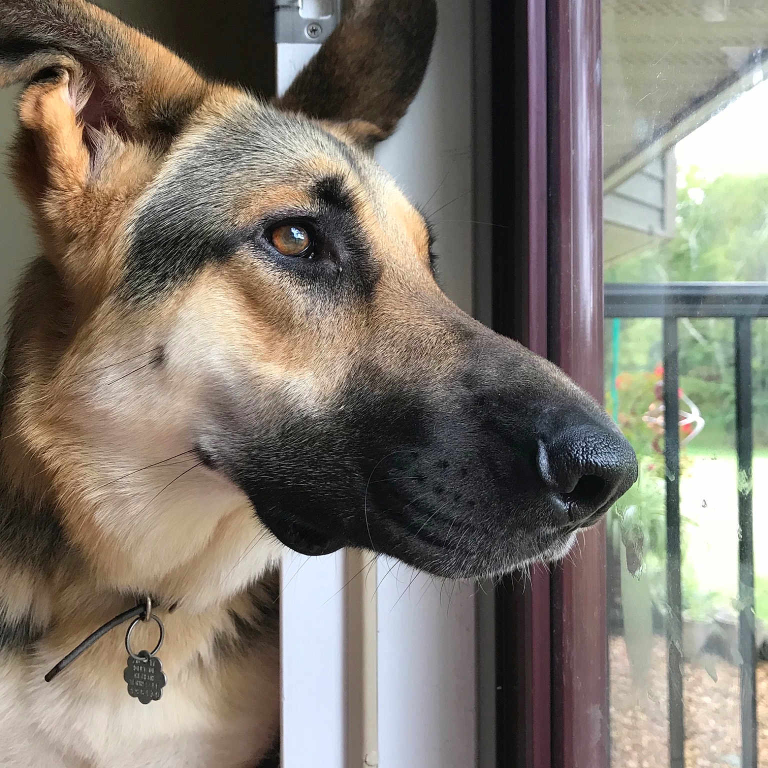 Ole One Ear Zeus