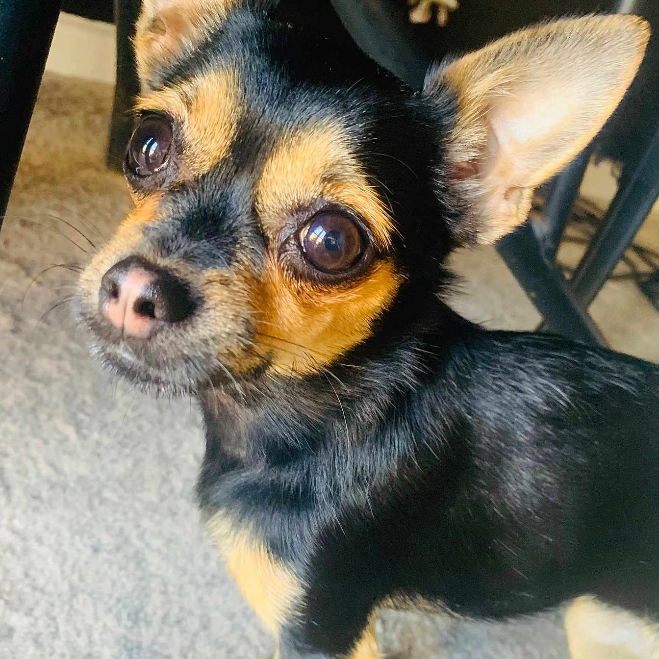 Coco Chanel joined the competition — help win amazing prizes! animal, canine, chihuahua, cockerspaniel, dog, hound, papillon, pet, puppy, snout