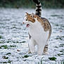 alert, animal, black, brown, cat, cold, cute, field, fur, grass, mammal, meowing, nature, outdoor, pet, snow, tail, walking, white, winter