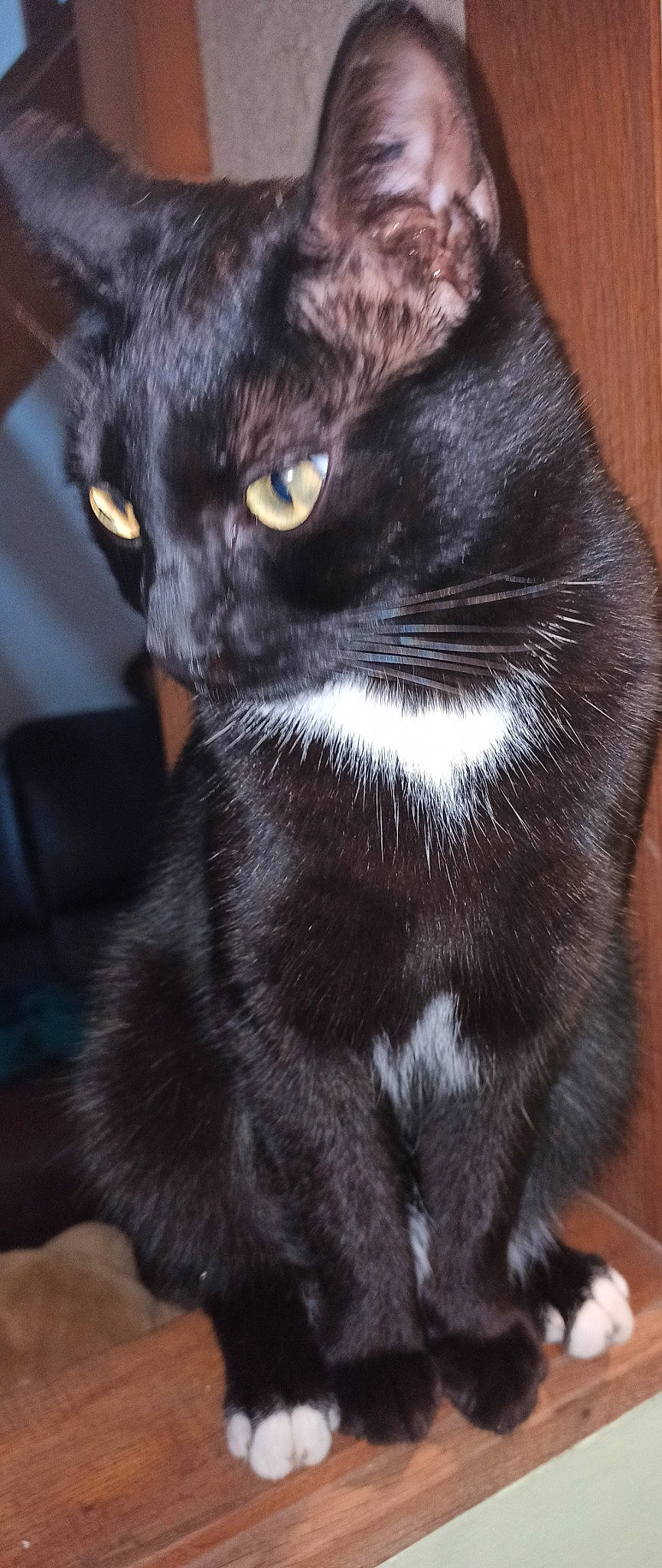 Mignon a rejoint le concours — aidez-le/la à gagner de superbes lots ! black_cat, bombay, carnivore, cat, claw, comfort, domestic_short_haired_cat, eye, felidae, fur, head, iris, paw, small_to_medium_sized_cats, snout, tail, terrestrial_animal, whiskers