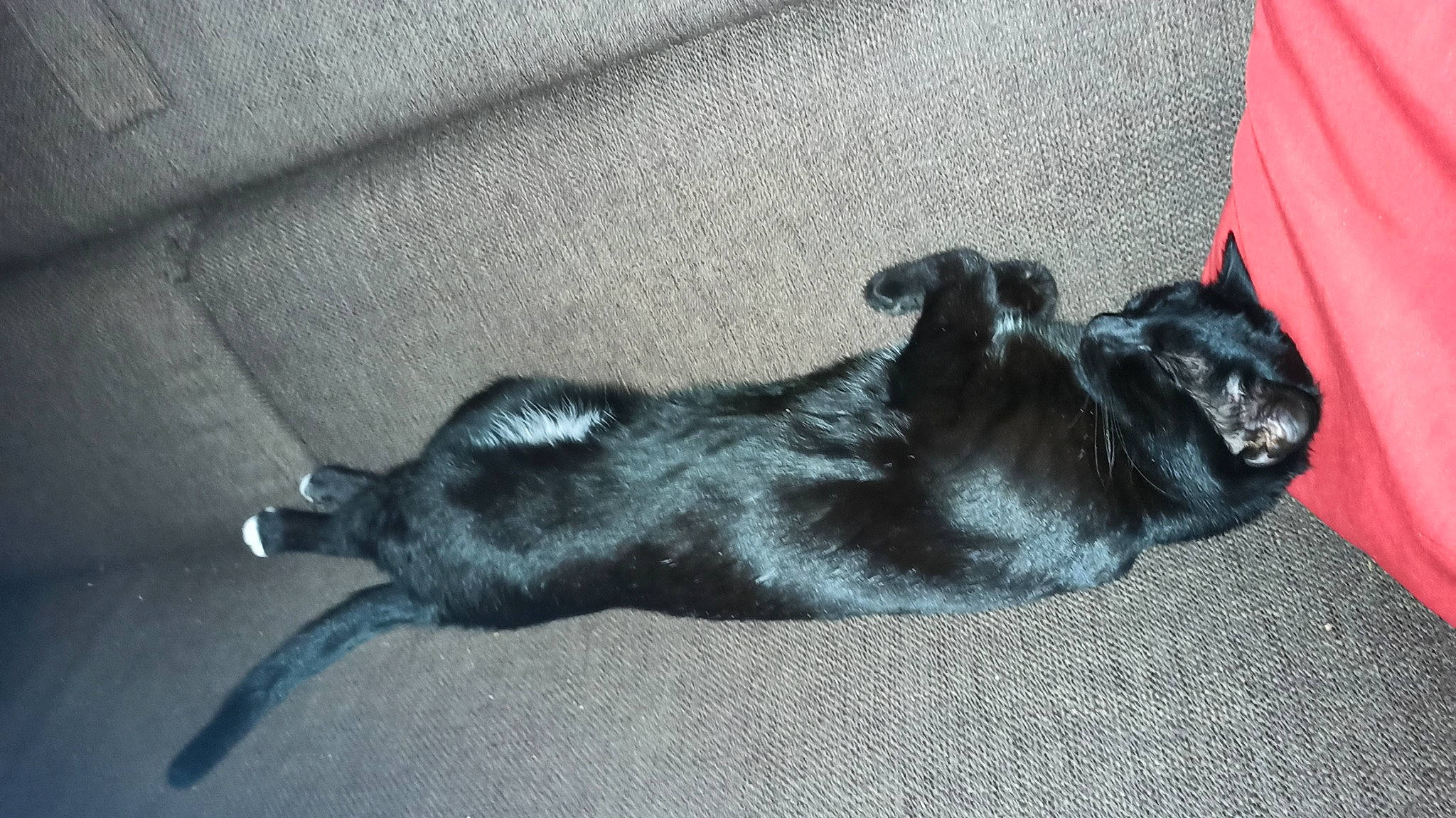 Mignon participe au concours pour gagner de l'argent avec cette photo : canidae, carnivore, claw, comfort, companion_dog, dog, dog_breed, fawn, felidae, fur, grey, liver, mammal, paw, snout, sporting_group, tail, terrestrial_animal, whiskers, working_animal