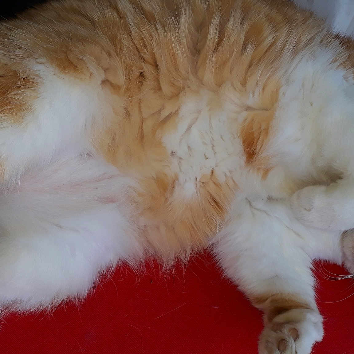 Minette