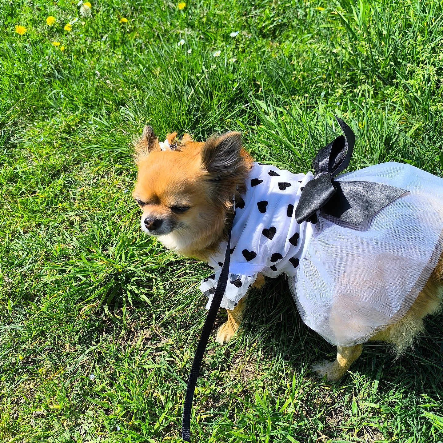 Lily a rejoint le concours — aidez-le/la à gagner de superbes lots ! animal, black_hearts, bow, chihuahua, cute, dog, dress, ears, fluffy, grass, greenery, leash, nature, outdoor, pet_clothing, small_dog, sunlight, sunny_day, white_dress, yellow_flowers