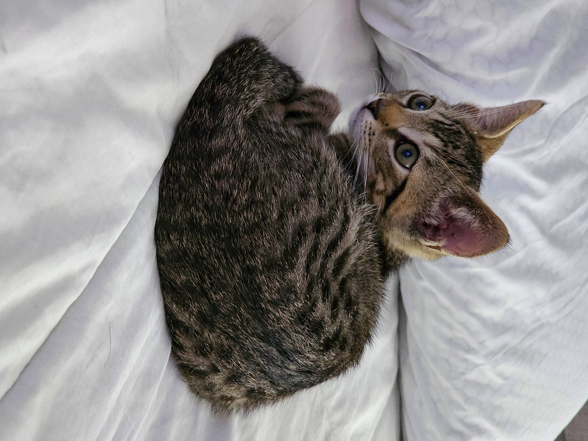 Gadget is registered to the contest to win money with this photo: carnivore, cat, claw, comfort, domestic_short_haired_cat, ear, felidae, fur, grey, small_to_medium_sized_cats, snout, tail, terrestrial_animal, whiskers, wildlife