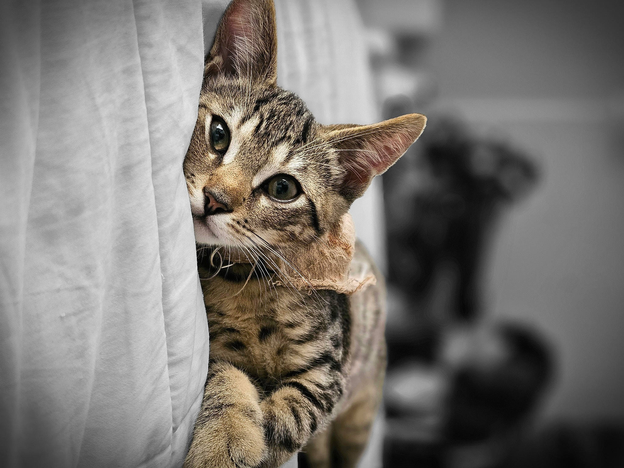 Gadget joined the competition — help win amazing prizes! carnivore, cat, claw, domestic_short_haired_cat, eye, fawn, felidae, fur, head, human_body, monochrome, monochrome_photography, small_to_medium_sized_cats, snout, terrestrial_animal, whiskers, wildlife