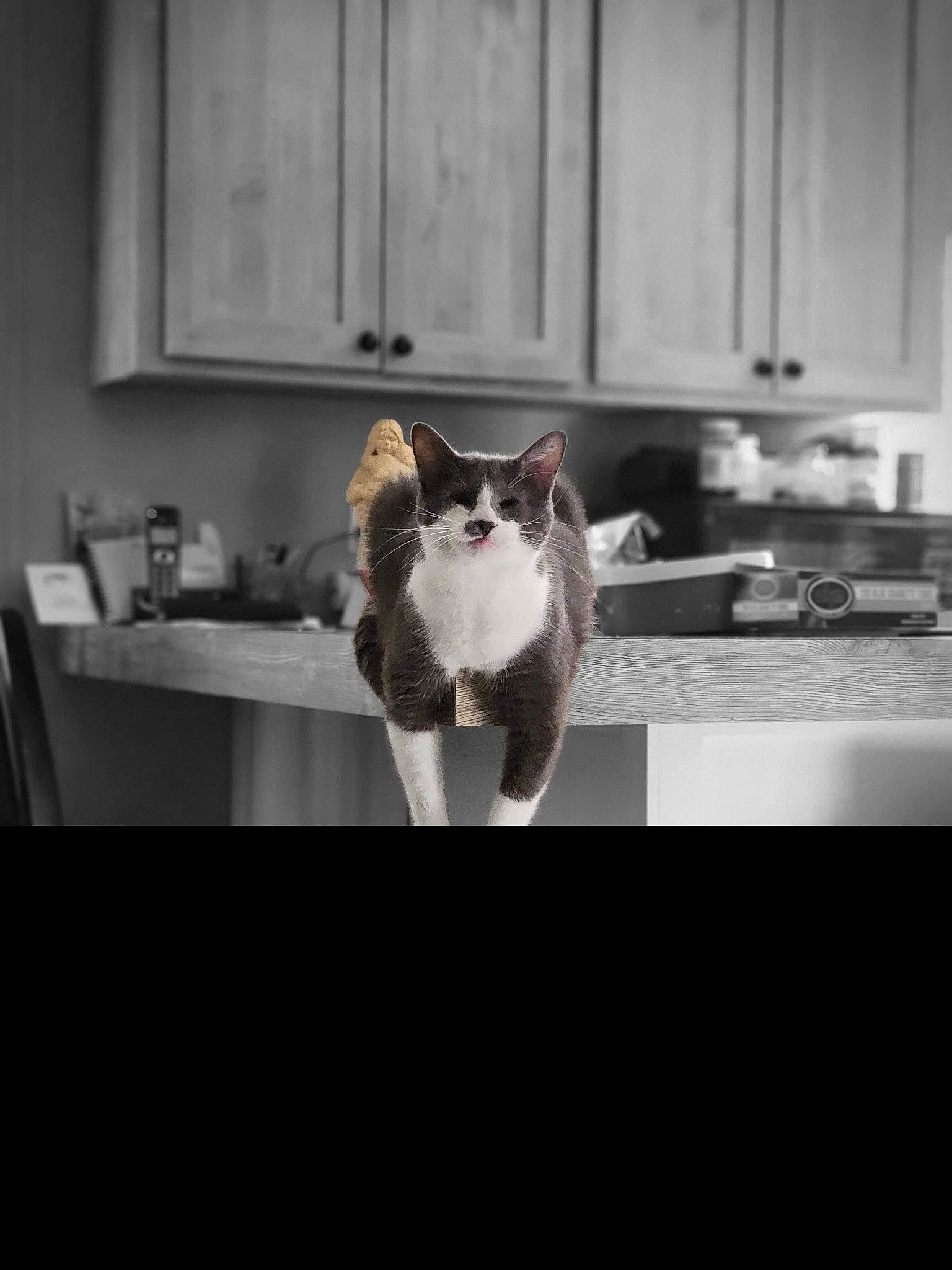 Fancy Mae joined the competition — help win amazing prizes! black_and_white, carnivore, cat, door, felidae, flooring, fur, grey, interior_design, monochrome, monochrome_photography, room, small_to_medium_sized_cats, snout, style, table, tail, whiskers, window, wood