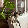 Luna Nala Scara is registered to the contest to win money with this photo: cat, kitten, indoor, plant, green_leaves, white_furniture, air_conditioner, curious, pets, fur, three_animals, sitting, brown_background, domestic, cute, animal_group, young_cat, whiskers, tail, houseplant