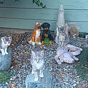 Luna Nala Scara is registered to the contest to win money with this photo: cat, cats, statue, dog_statue, garden, gravel, rock, outdoor, animal, pet, curious, feline, sculpture, wooden_wall, nature, leaf, plant, yard, playful, resting