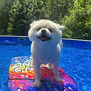 Puff is registered to the contest to win money with this photo: dog, white_dog, pool, boogie_board, water, summer, outdoor, trees, happy, pet, animal, floating, sunlight, playful, nature, canine, cute, smiling, fun, recreation