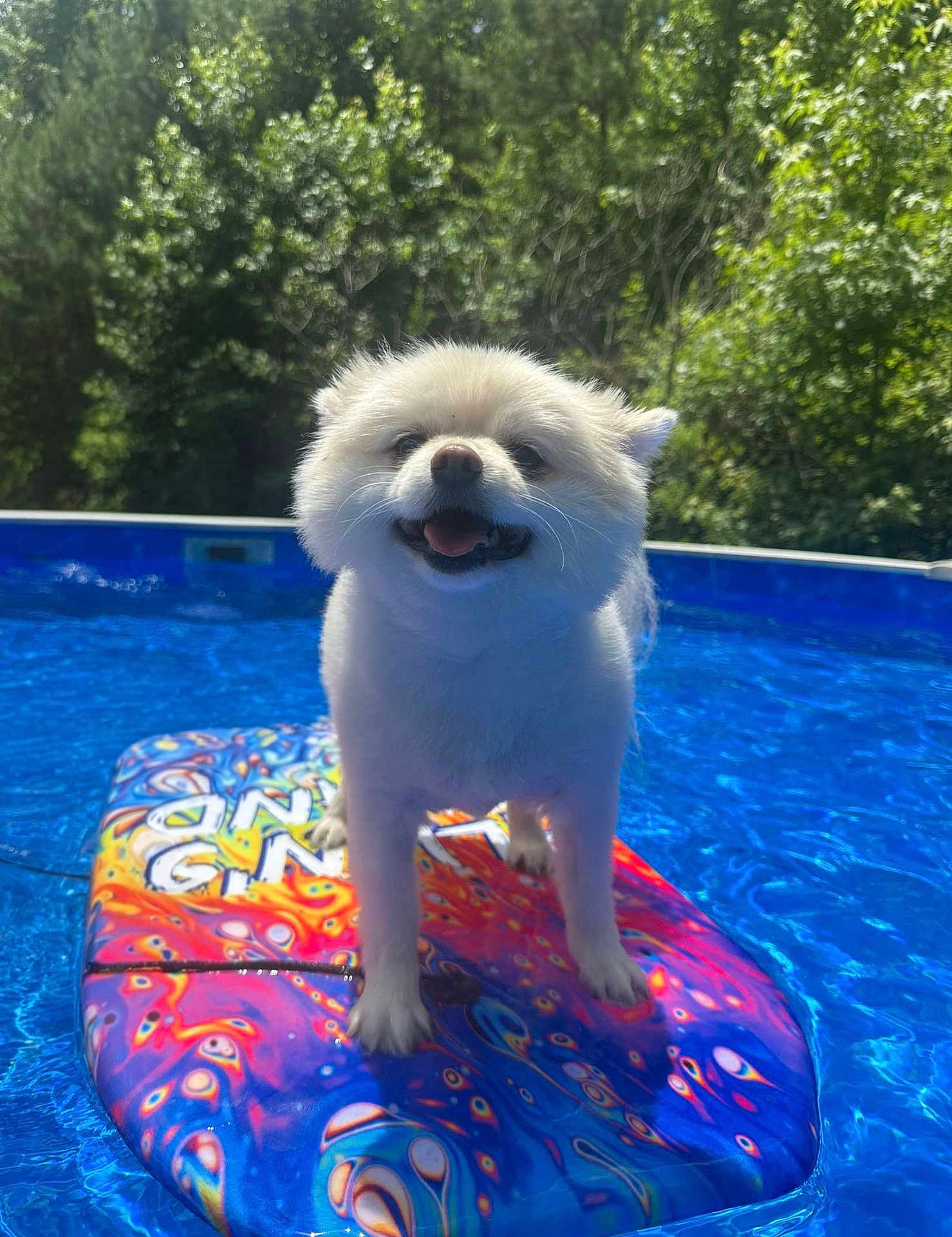 Puff is registered to the contest to win money with this photo: dog, white_dog, pool, boogie_board, water, summer, outdoor, trees, happy, pet, animal, floating, sunlight, playful, nature, canine, cute, smiling, fun, recreation