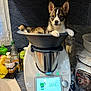 Poumky participe au concours pour gagner de l'argent avec cette photo : appliance, black, bowl, brown, countertop, curious, cute, dog, domestic, ears, eyes, fur, household, indoor, kitchen, pet, puppy, relaxed, small_dog, white