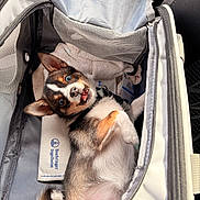 Poumky a rejoint le concours — aidez-le/la à gagner de superbes lots ! animal, blanket, canine, collar, cute, dog, ears, fur, happy, indoor, looking_up, lying_down, open_mouth, pet, pet_carrier, playful, puppy, small_dog, tail, travel