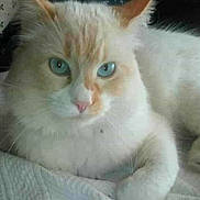 Gaspard a rejoint le concours — aidez-le/la à gagner de superbes lots ! cat, blue_eyes, fluffy, white_cat, orange_markings, pet, animal, resting, close_up, indoor, fur, whiskers, cute, domestic_cat, mammal, portrait, feline, looking_at_camera, soft_texture, relaxed