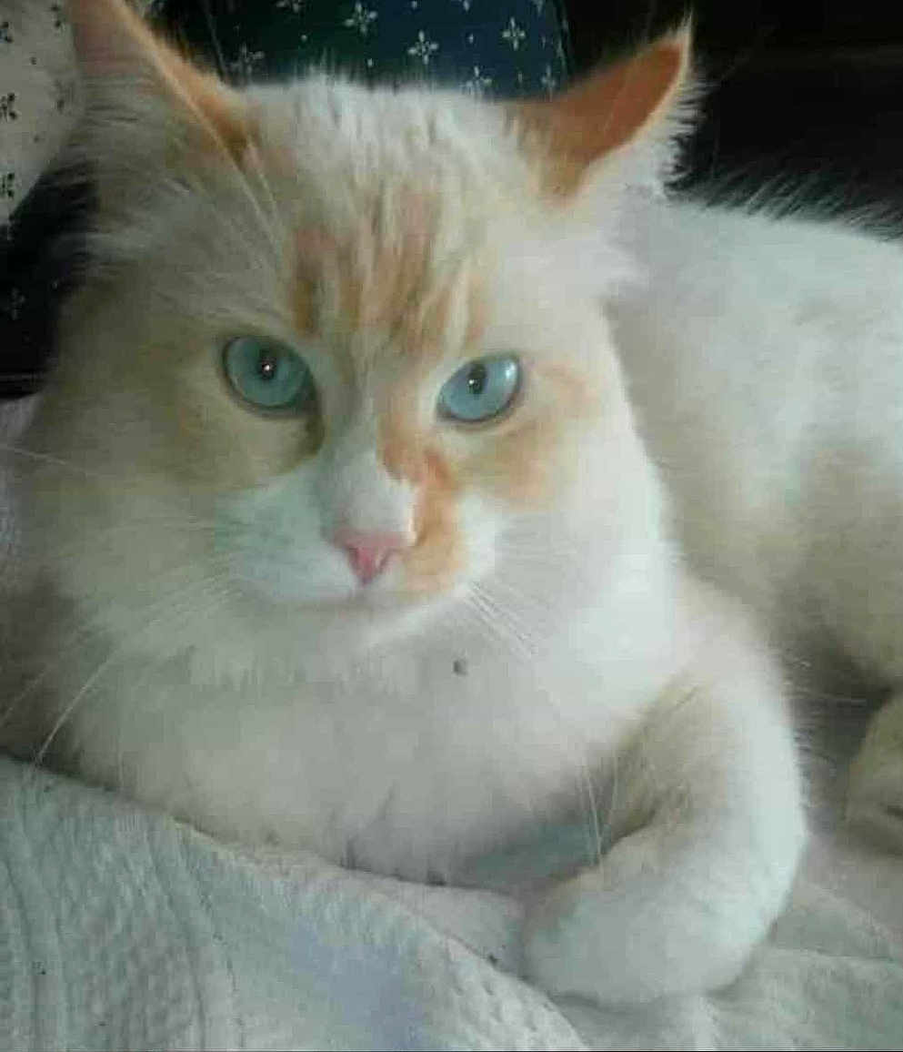 Gaspard a rejoint le concours — aidez-le/la à gagner de superbes lots ! cat, blue_eyes, fluffy, white_cat, orange_markings, pet, animal, resting, close_up, indoor, fur, whiskers, cute, domestic_cat, mammal, portrait, feline, looking_at_camera, soft_texture, relaxed