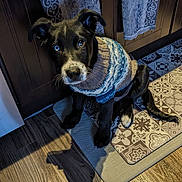 Frankie joined the competition — help win amazing prizes! puppy, dog, black_dog, blue_eye, brown_eye, sweater, knitted_clothing, floor_mat, wooden_floor, kitchen, cabinet, towel, patterned_floor, pet, indoor, cute, sitting, shadow, domestic_animal, flooring
