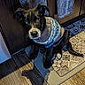 puppy, dog, black_dog, blue_eye, brown_eye, sweater, knitted_clothing, floor_mat, wooden_floor, kitchen, cabinet, towel, patterned_floor, pet, indoor, cute, sitting, shadow, domestic_animal, flooring