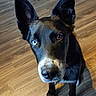 Frankie is registered to the contest to win money with this photo: animal, black_dog, blue_eye, brown_eye, canine, close_up, curious, dog, domestic, ears, flooring, fur, heterochromia, household, indoor, looking_up, pet, portrait, sitting, wooden_floor
