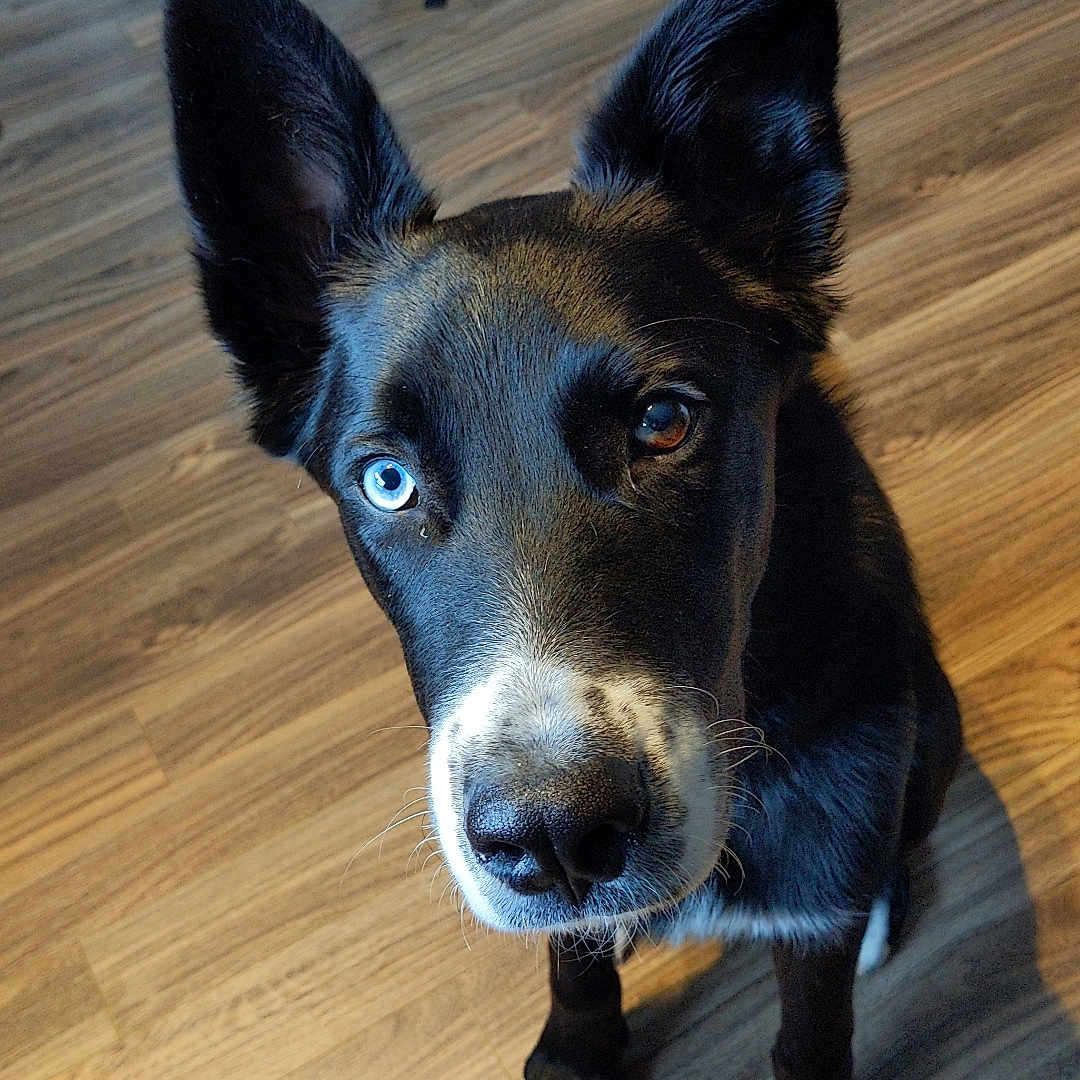 Frankie