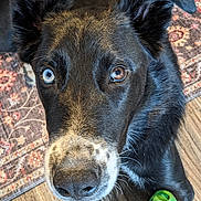 Frankie is registered to the contest to win money with this photo: animal, black_dog, blue_eye, brown_eye, canine, close_up, companion, curious, dog, domestic_animal, ears_up, floor, heterochromia, indoor, looking_up, mixed_color_eyes, pet, playful, toy, wooden_floor