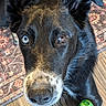 animal, black_dog, blue_eye, brown_eye, canine, close_up, companion, curious, dog, domestic_animal, ears_up, floor, heterochromia, indoor, looking_up, mixed_color_eyes, pet, playful, toy, wooden_floor