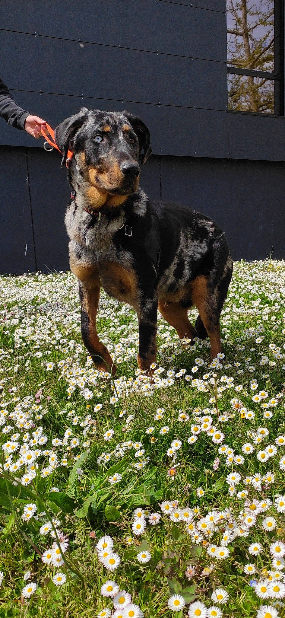 Koba a rejoint le concours — aidez-le/la à gagner de superbes lots ! annual_plant, ball, canidae, carnivore, collar, companion_dog, dog, dog_breed, flower, flowering_plant, garden, grass, groundcover, guard_dog, hound, people_in_nature, petal, pinscher, plant, sporting_group