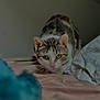 alert, animal, bed, blanket, cat, closeup, crouching, curious, domestic_animal, feline, fur, indoor, paws, pet, pink_nose, resting, soft_light, striped, whiskers, yellow_eyes