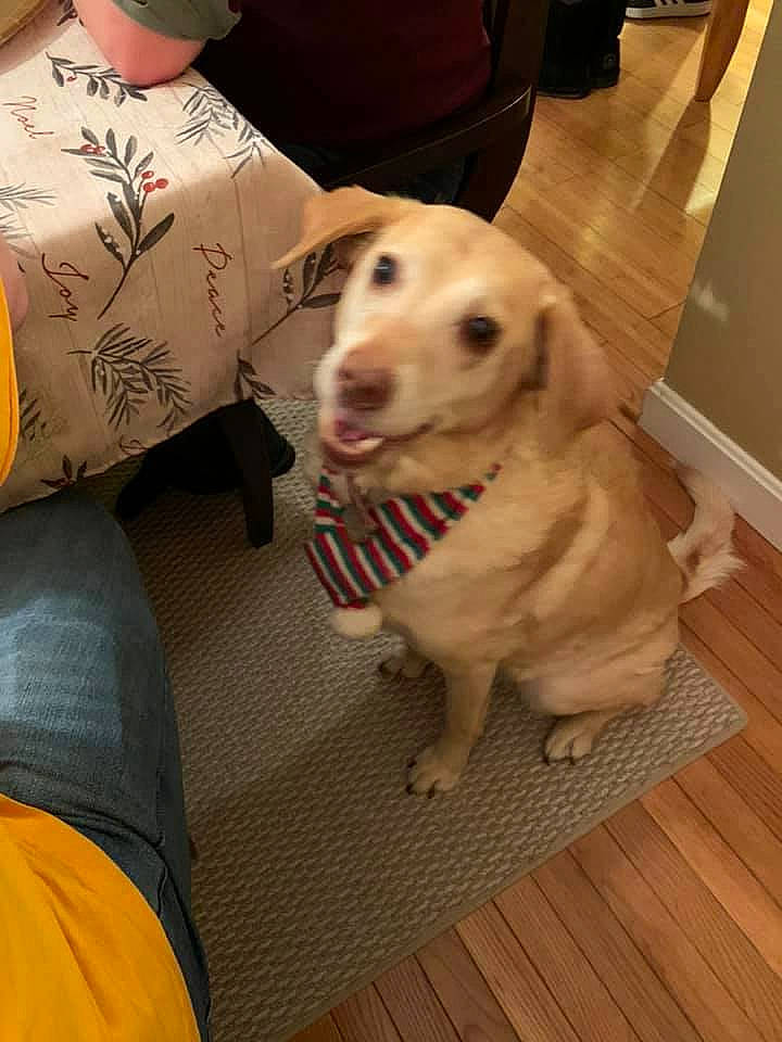 Hanna joined the competition — help win amazing prizes! canidae, carnivore, companion_dog, dog, dog_breed, fawn, labrador_retriever, mammal, puppy_love, retriever, snout, sporting_group