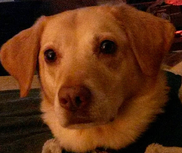 Hanna joined the competition — help win amazing prizes! beagador, canidae, carnivore, companion_dog, dog, dog_breed, ear, eye, fawn, golden_retriever, labrador_retriever, mammal, nose, photography, puppy, retriever, snout, sporting_group, vertebrate, whiskers