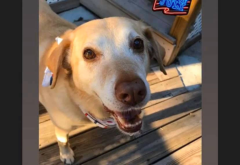 Hanna is registered to the contest to win money with this photo: beagador, broholmer, canidae, carnivore, companion_dog, dog, dog_breed, fawn, golden_retriever, labrador_retriever, mammal, nose, photo_caption, photography, retriever, snout, sporting_group, street_dog, vertebrate, whiskers