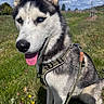 dog, siberian_husky, animal, pet, outdoor, grass, wildflowers, sky, clouds, leash, collar, tongue_out, cute, canine, nature, portrait, sunlight, ears_up, sitting, happy