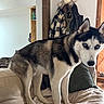 Archie participe au concours pour gagner de l'argent avec cette photo : dog, siberian_husky, indoor, couch, fur, blue_eyes, pet, animal, canine, blanket, coat, furniture, curious, standing, living_room, wood, door, household, portrait, companion
