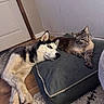 Archie participe au concours pour gagner de l'argent avec cette photo : dog, husky, cat, tabby_cat, pet, indoor, floor, cushion, relaxed, resting, animal, companion, wooden_floor, door, wall, furry, laying_down, domestic, cozy, quiet
