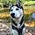 Archie