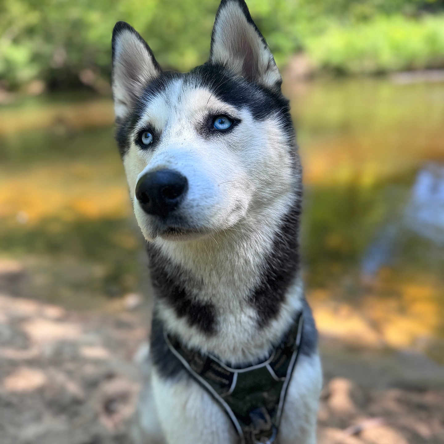 Archie