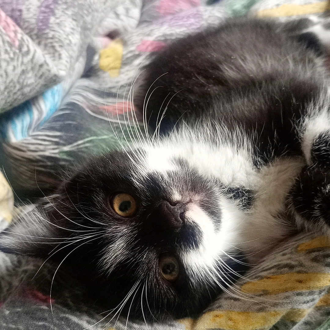 Malya a rejoint le concours — aidez-le/la à gagner de superbes lots ! abyssinian, animal, bed, bedroom, blanket, cat, couch, furniture, homedecor, indoors, kitten, laundry, linen, manx, person, pet, quilt, room, siamese, sleeping