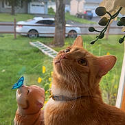 Leo joined the competition — help win amazing prizes! cat, orange_cat, pet, animal, indoors, window, windowsill, plant, leaves, greenery, garden, backyard, house, car, fence, sunlight, portrait, curious, collar, dog_figurine