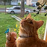 cat, orange_cat, pet, animal, indoors, window, windowsill, plant, leaves, greenery, garden, backyard, house, car, fence, sunlight, portrait, curious, collar, dog_figurine