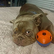 Thor is registered to the contest to win money with this photo: dog, puppy, bulldog, short_hair, brown, wrinkled, lying_down, resting, sleepy, face, eyes, nose, ears, collar, toy, ball, blanket, indoors, bedroom, portrait