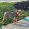 dog, bulldog, brown_dog, wrinkles, standing, outdoor, sidewalk, grass, mulch, tree, leash, harness, petals, park, street, portrait, animal, daylight, alert, short_coat
