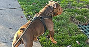 Thor is registered to the contest to win money with this photo: dog, bulldog, pet, outdoor, sidewalk, grass, harness, leash, walking, neighborhood, sunlight, parkway, wrinkles, brown_coat, animal, canine, street, nature, daylight, candid